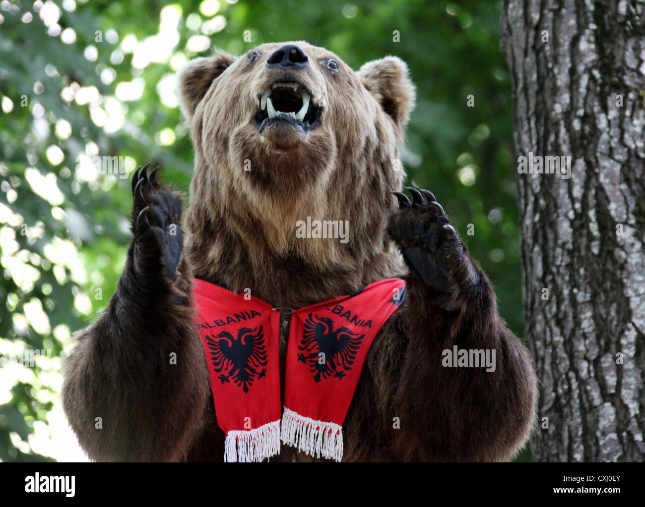 Stuffed Bear in an Albanian Park Stock Photo