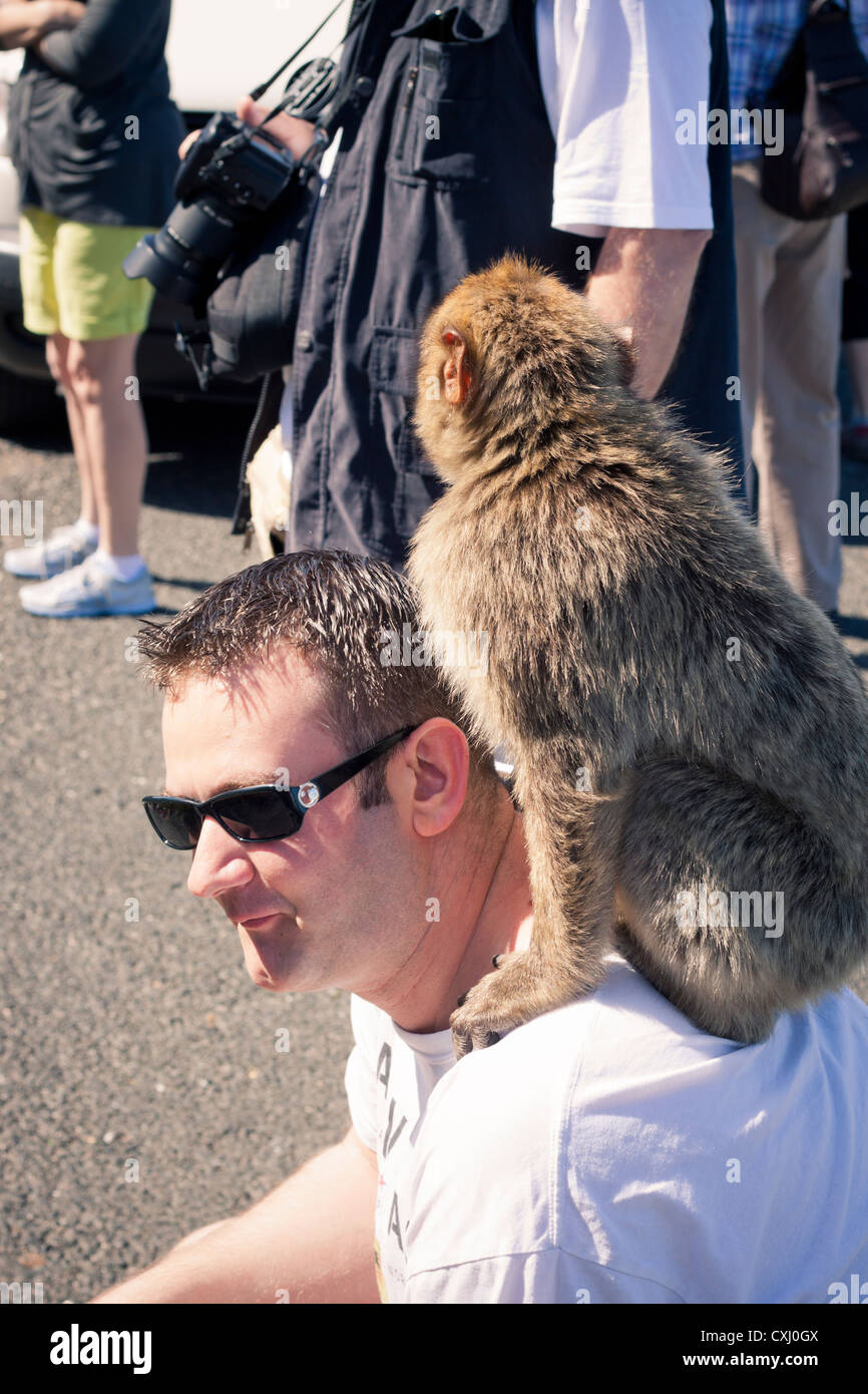 Close up of tourist man and Barbary Macaque monkey on the Rock of Gibraltar. Stock Photo
