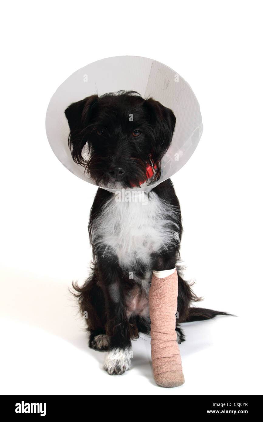 Mongrel dog (poodle-jack Russel cross) with bandaged leg and Elizabethan collar. Stock Photo