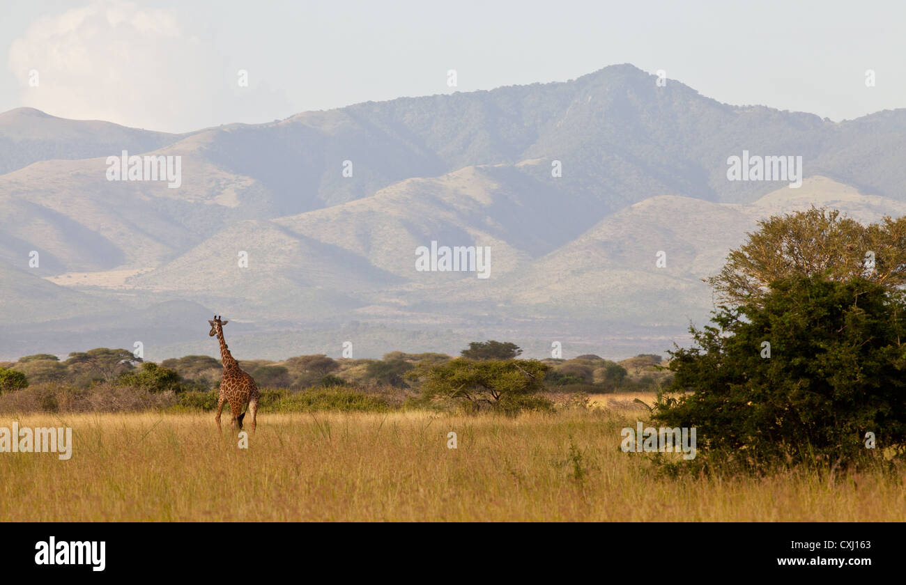 Serengeti giraffe hi-res stock photography and images - Alamy