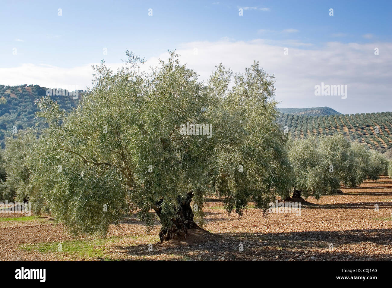 olive grove Antequera Malaga Andalusia Spain campo de olivos en la comarca de antequera malaga