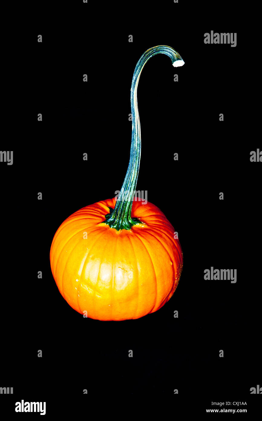 A Halloween pumpkin isolated on a black background Stock Photo