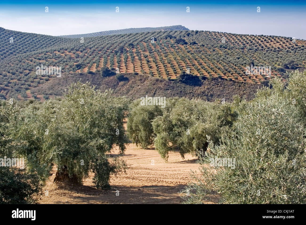 olive grove Antequera Malaga Andalusia Spain campo de olivos en la comarca de antequera malaga