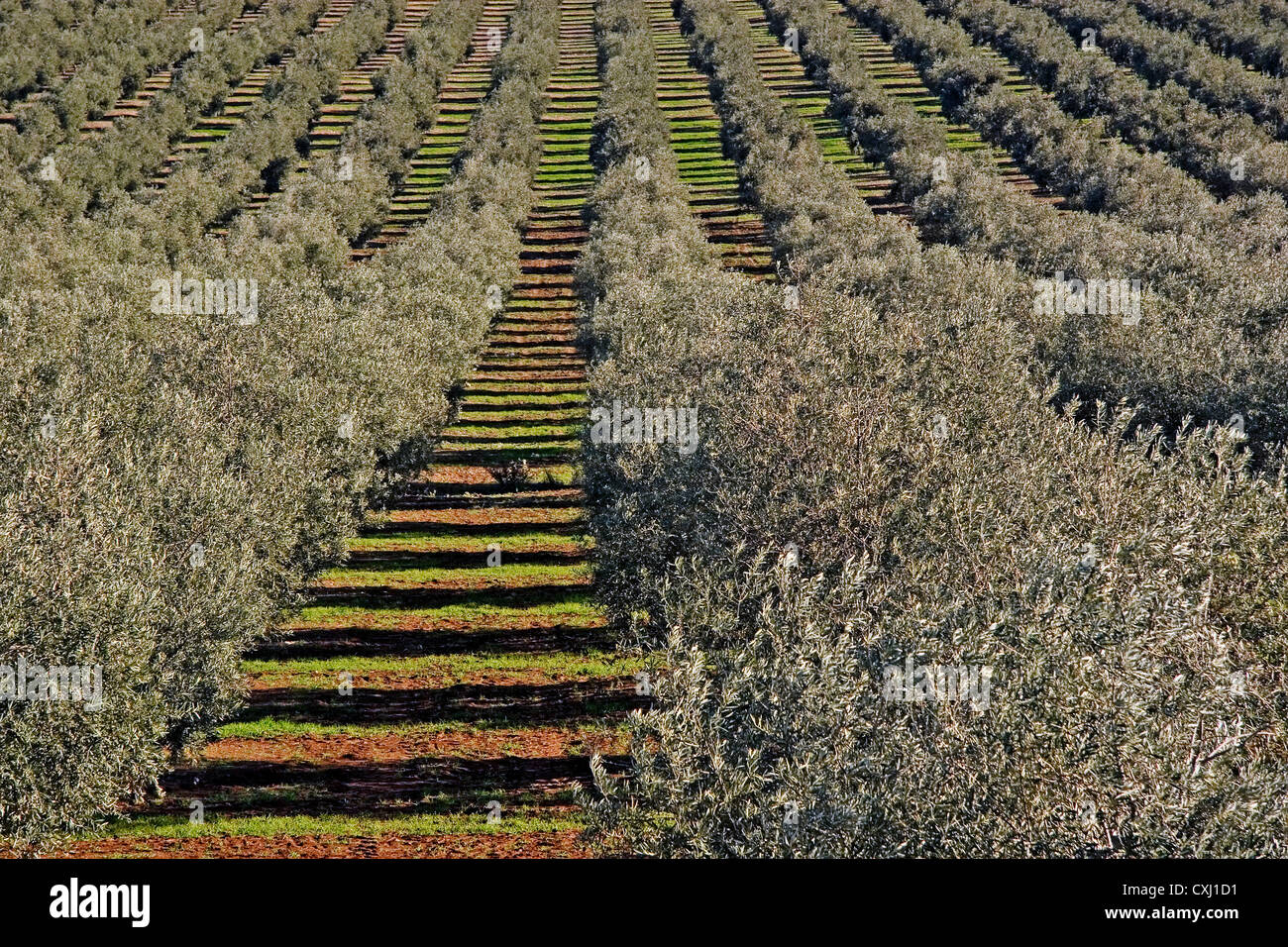olive grove Antequera Malaga Andalusia Spain campo de olivos en la comarca de antequera malaga