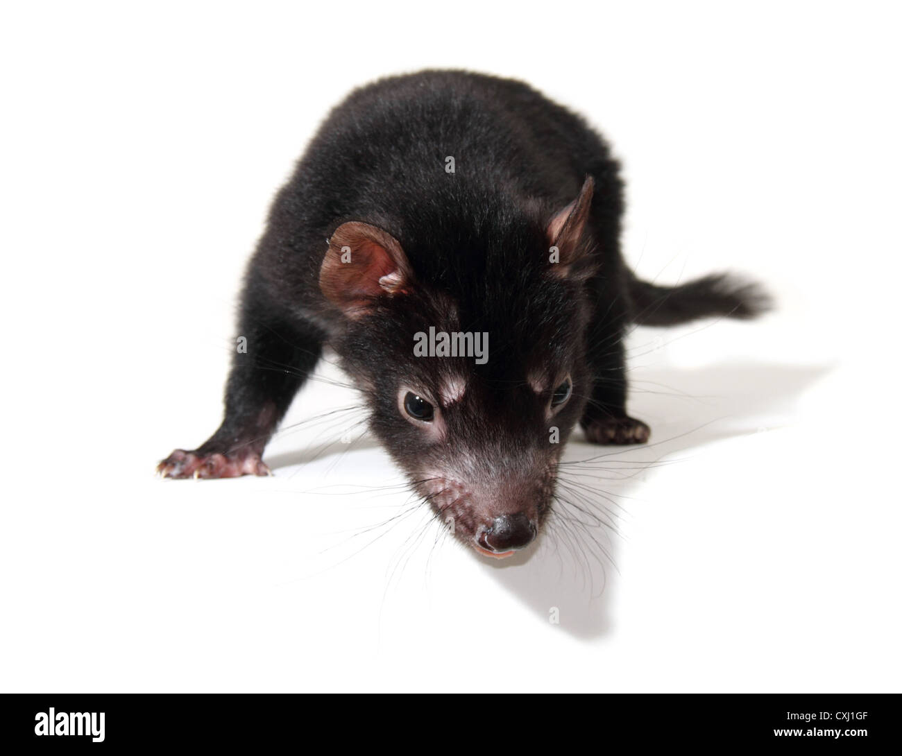 Tasmanian devil joey in a studio, white background Stock Photo - Alamy