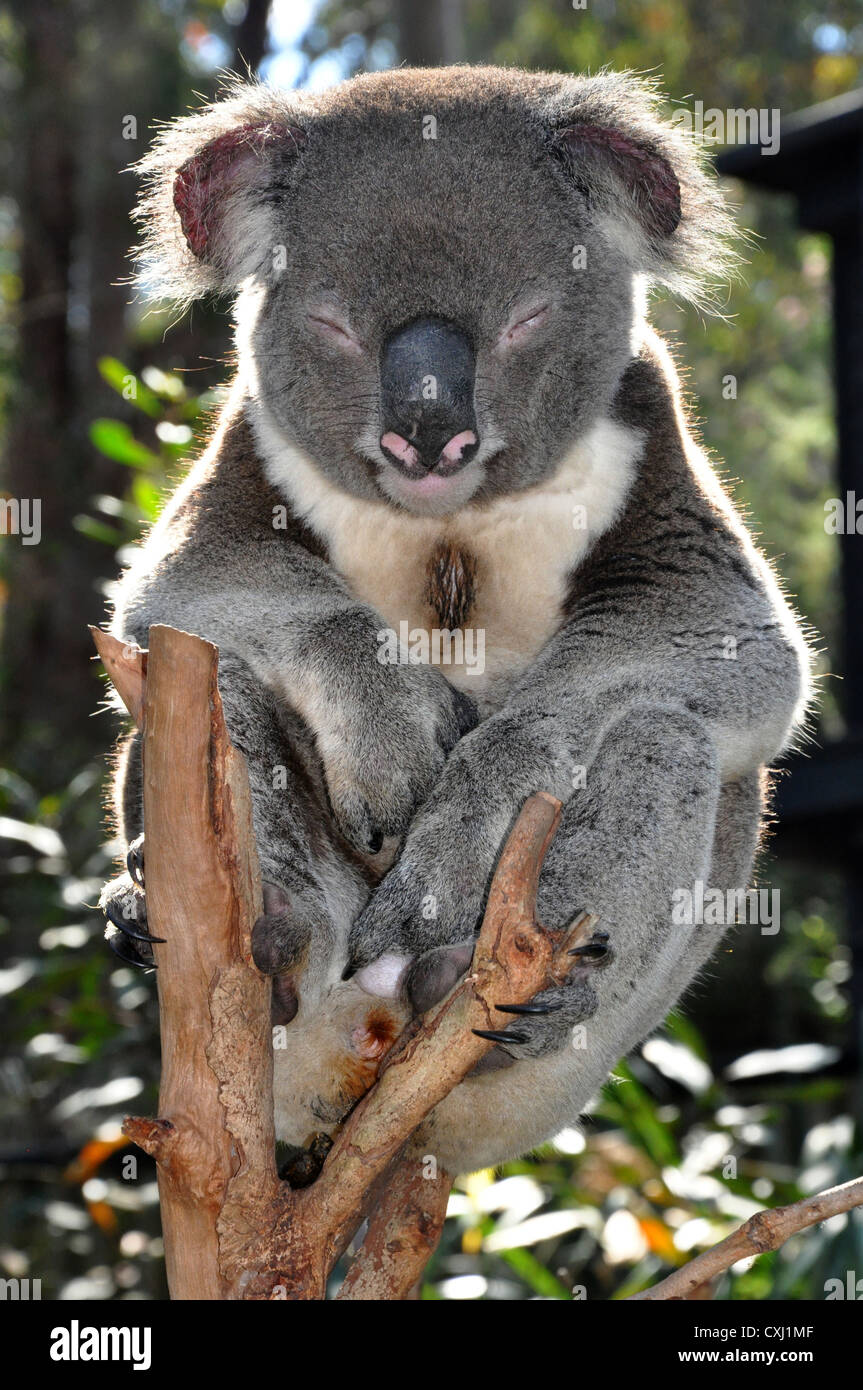 Koala, adult male Stock Photo Alamy