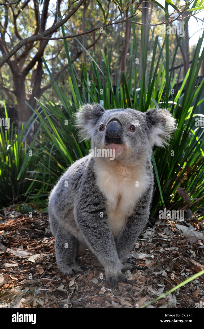 Koala, adult male Stock Photo Alamy
