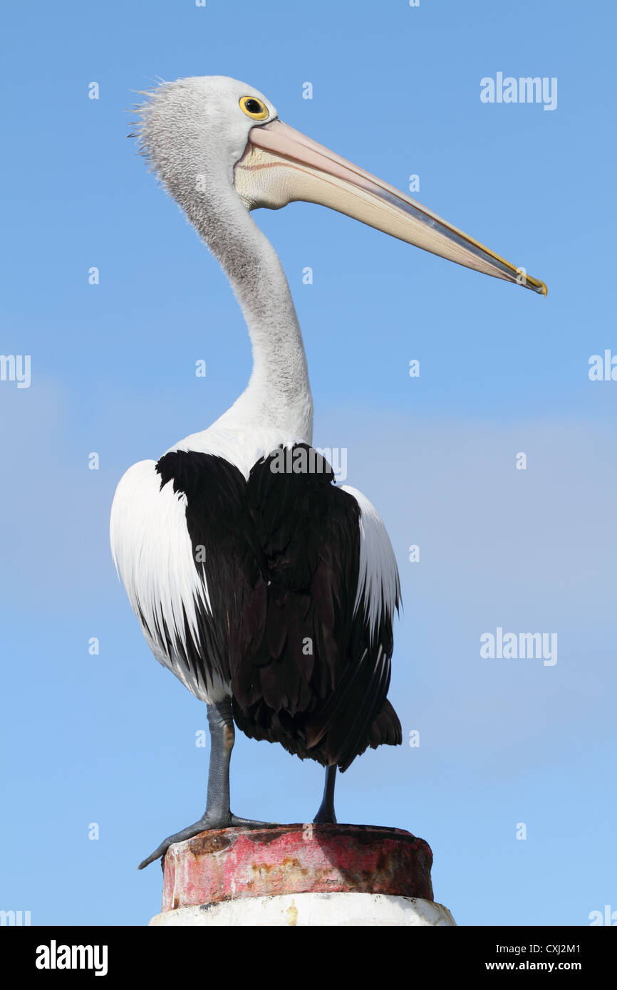 Australian pelican Stock Photo