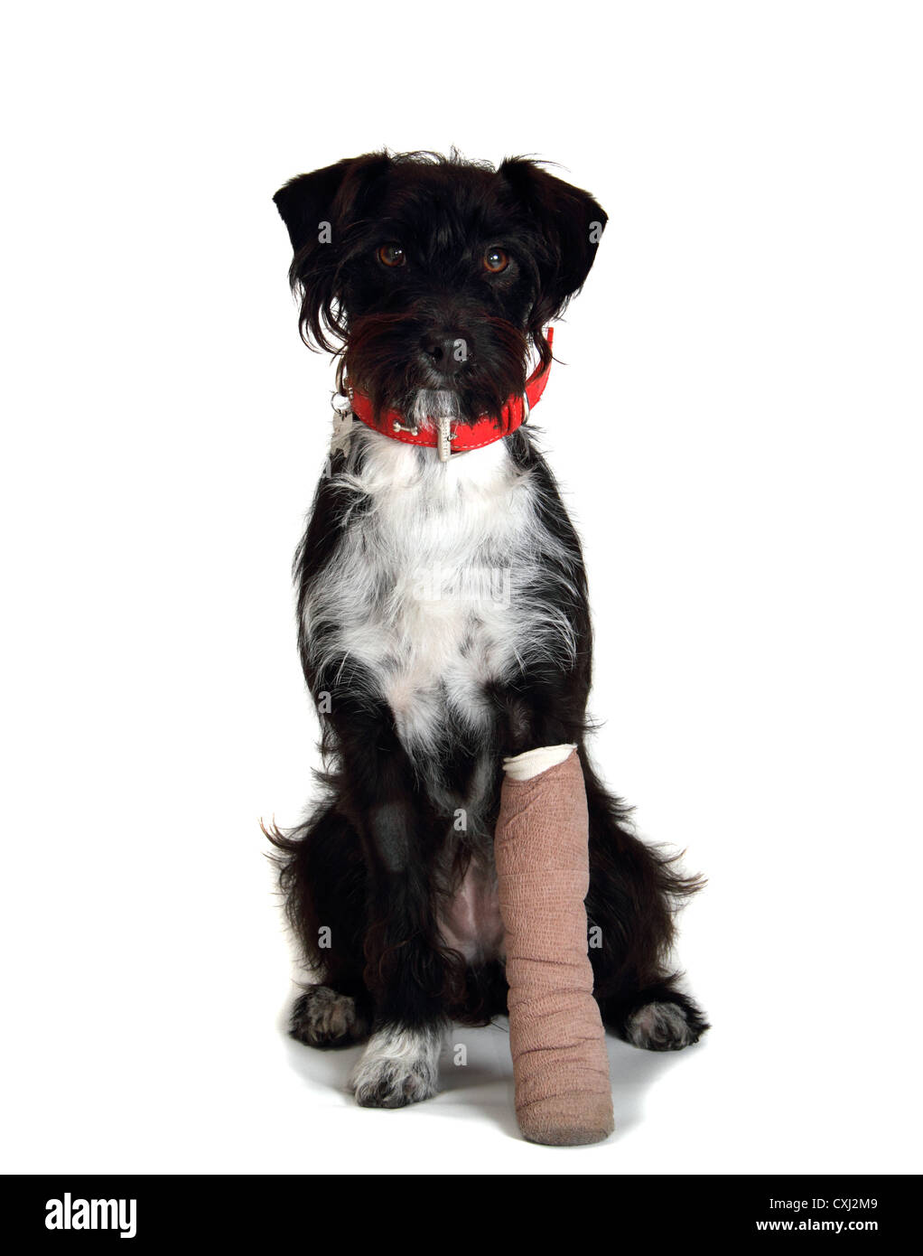 Jackapoo hi-res stock photography and images - Alamy