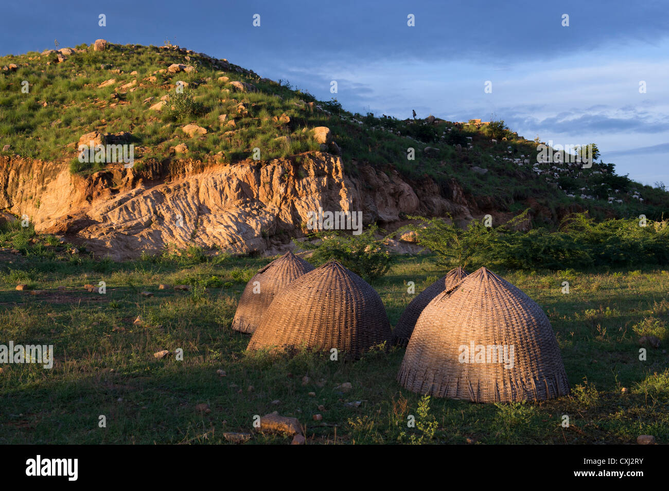 Early morning light on traditional kid goat pens in the indian