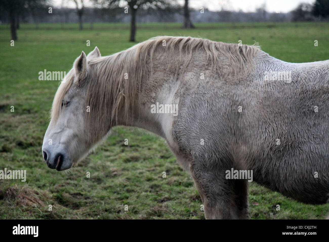 It' a photo of a Cart Horse or Horse Power that is white and is in a green field full of fresh grass in the France countryside Stock Photo