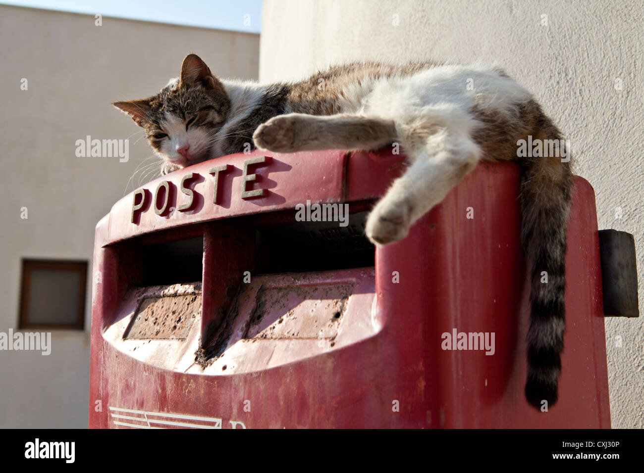 Cat on a Postbox Stock Photo Alamy