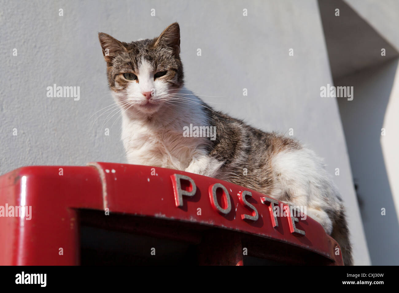 Cat on a Postbox Stock Photo Alamy