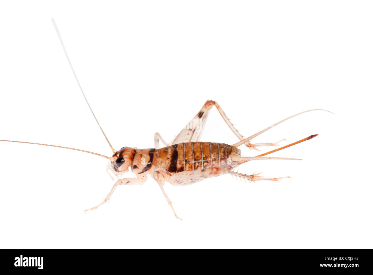 insect cricket Stock Photo