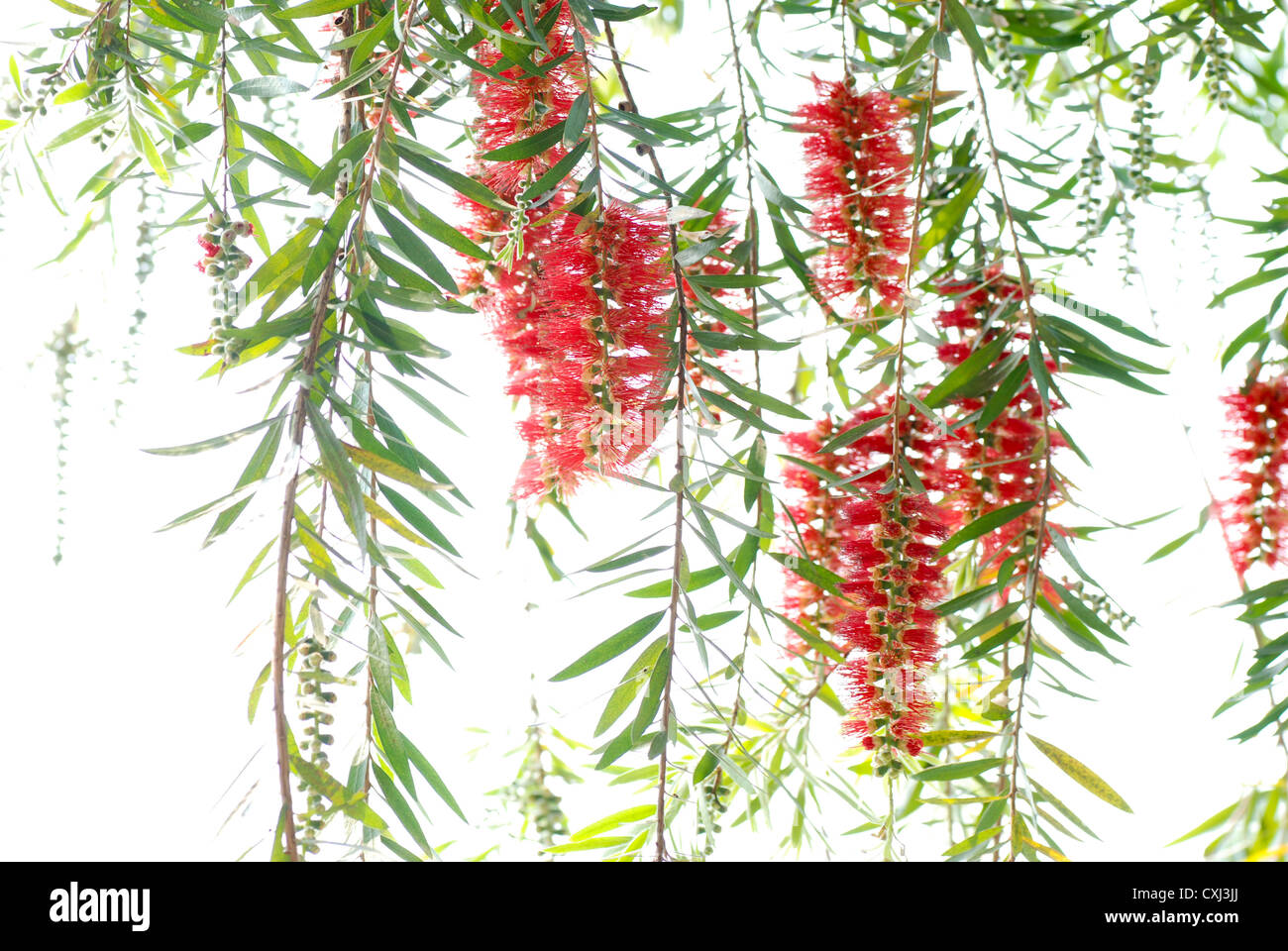 Red bottle brush tree Stock Photo Alamy