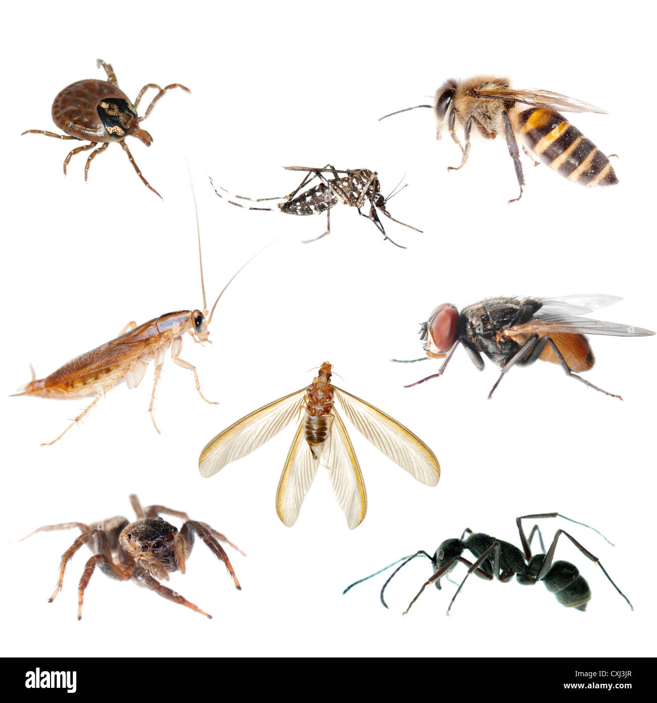 animal insect bug Stock Photo - Alamy