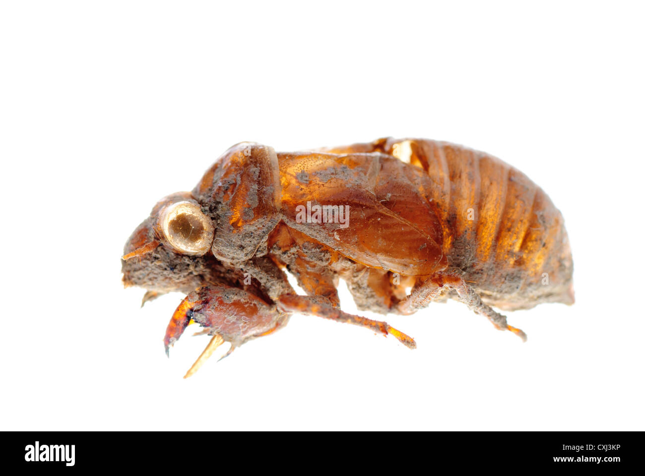 insect cicada molt Stock Photo