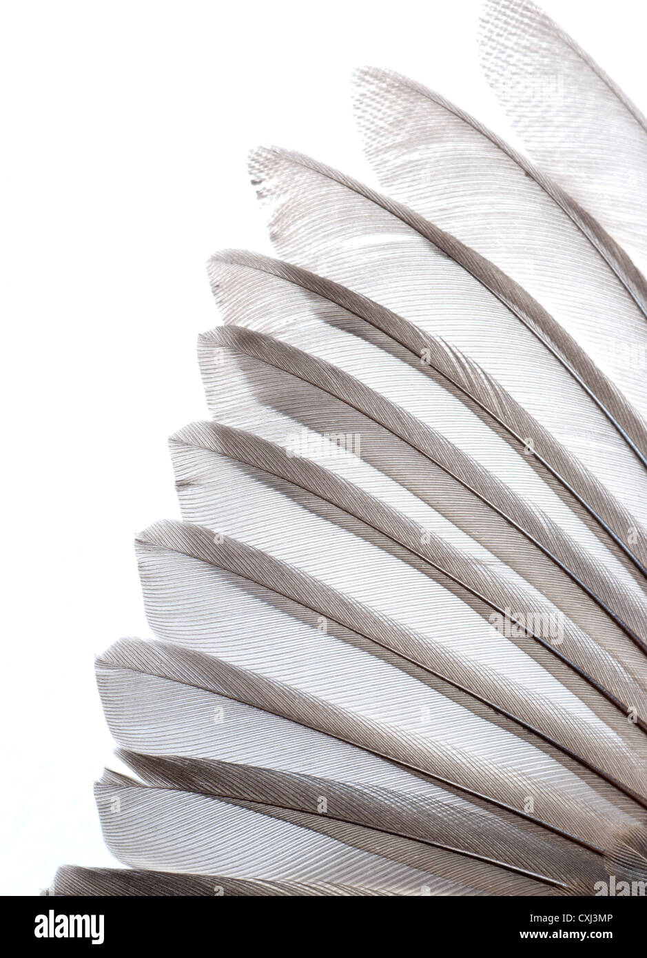bird wing feather Stock Photo