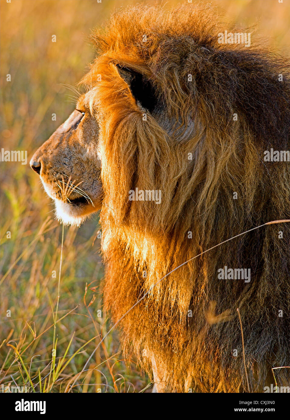 Male African Lion (Panthera leo), Masai Mara, Kenya Stock Photo - Alamy