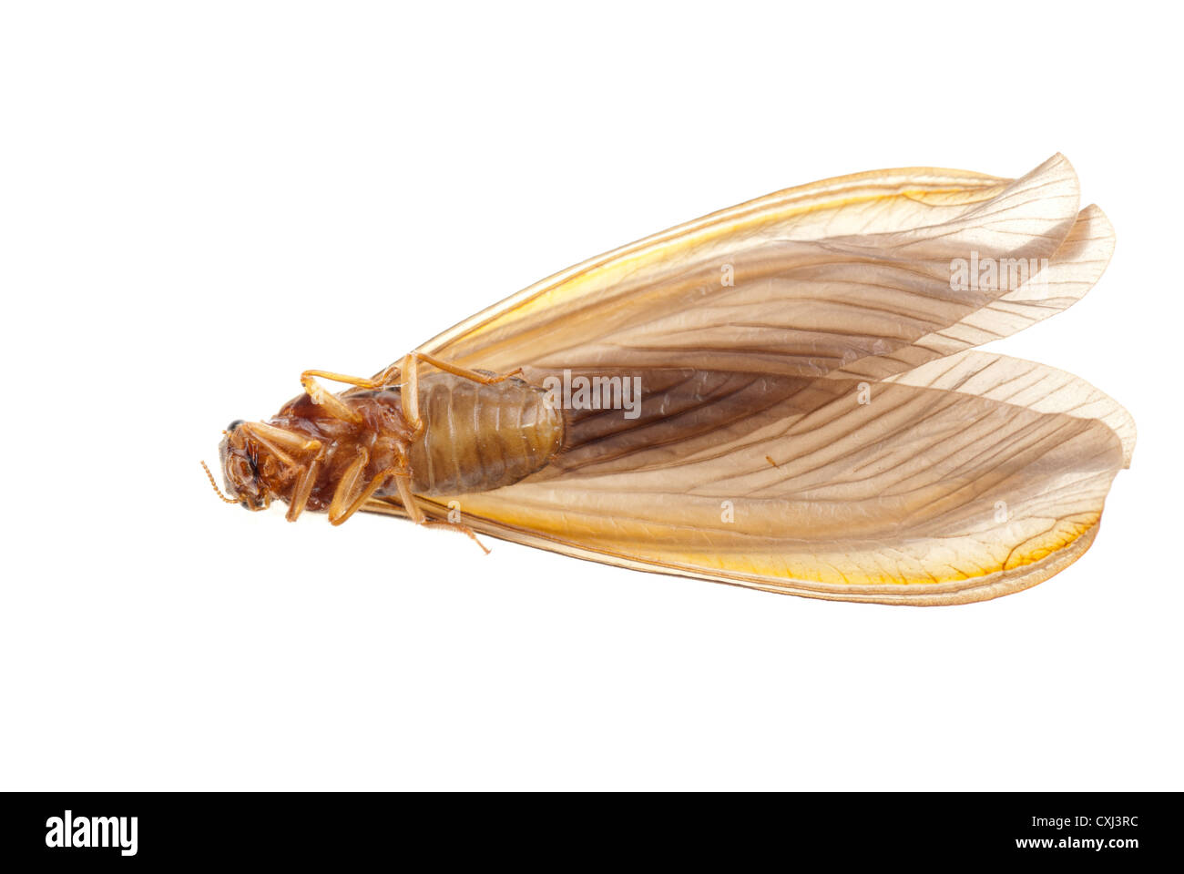 Tament Insect insect termite white ant Stock Photo - Alamy