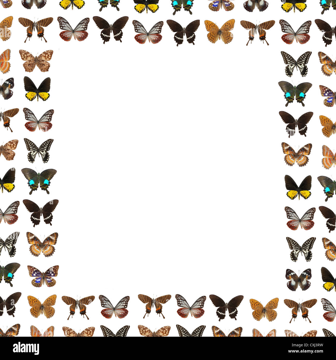 butterfly frame background Stock Photo - Alamy