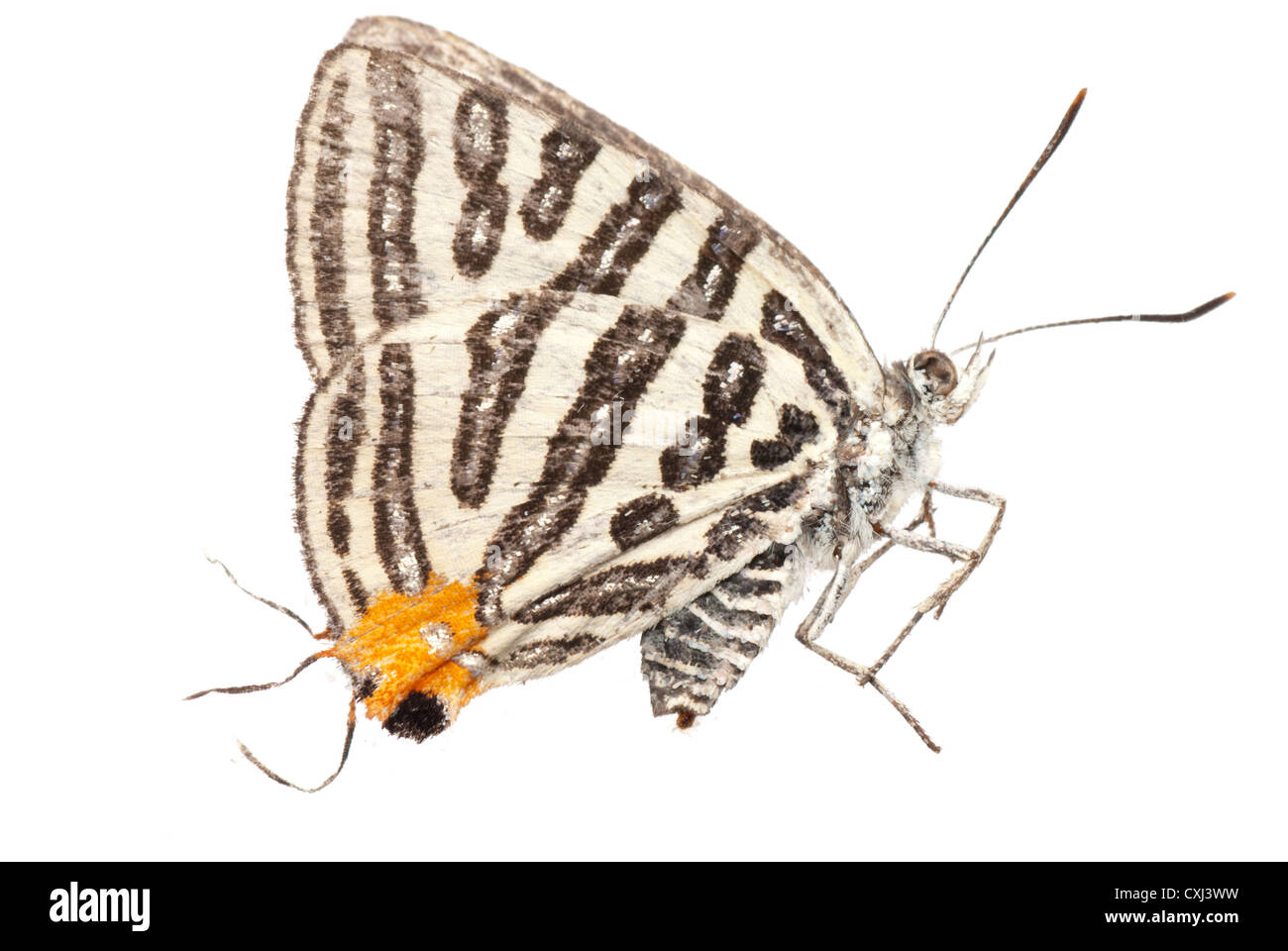 butterfly side view Stock Photo Alamy