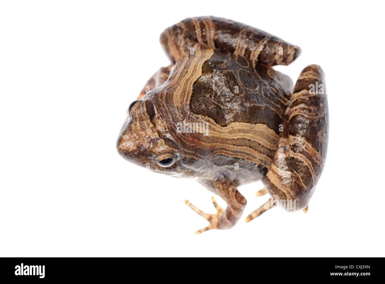 animal frog Stock Photo