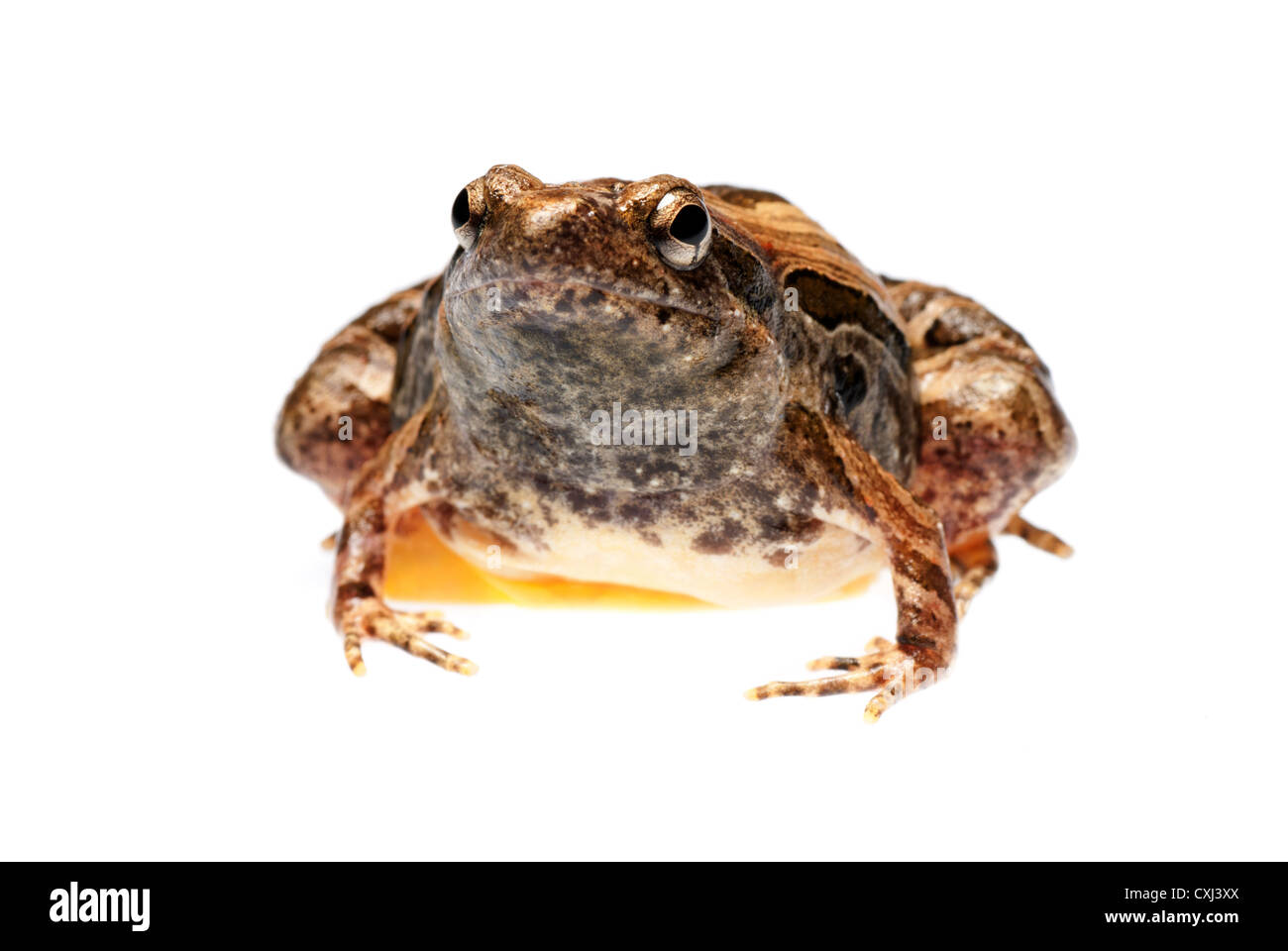 animal frog Microhyla pulchra isolated Stock Photo