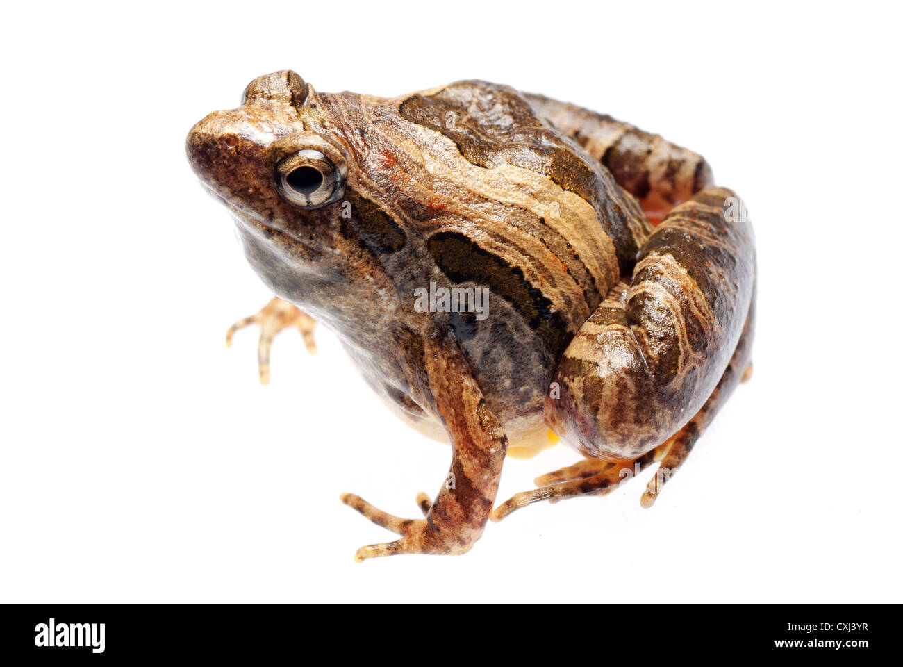 animal frog Microhyla pulchra isolated Stock Photo