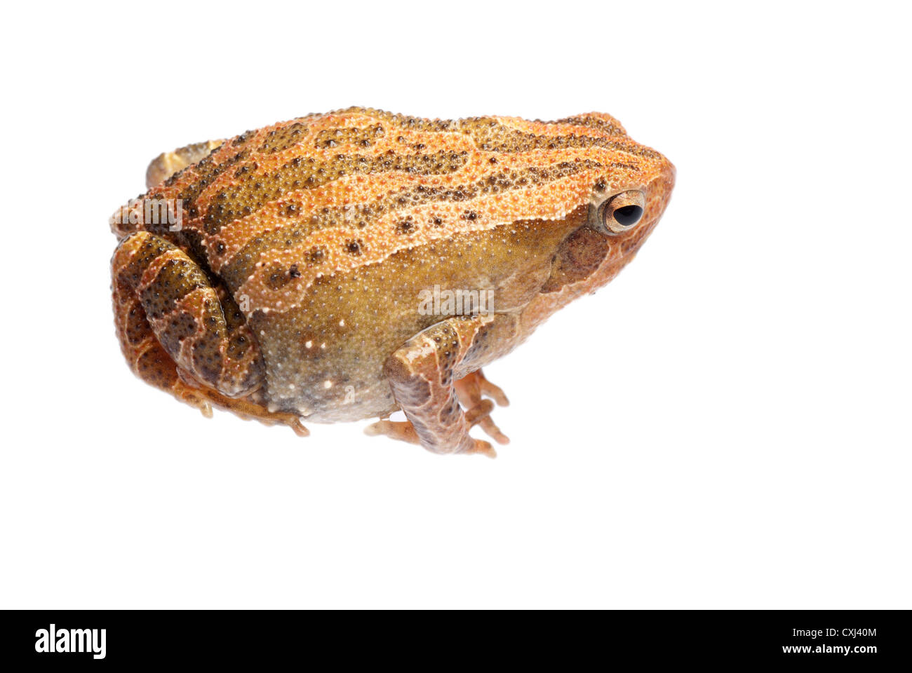 animal amphibian frog Stock Photo