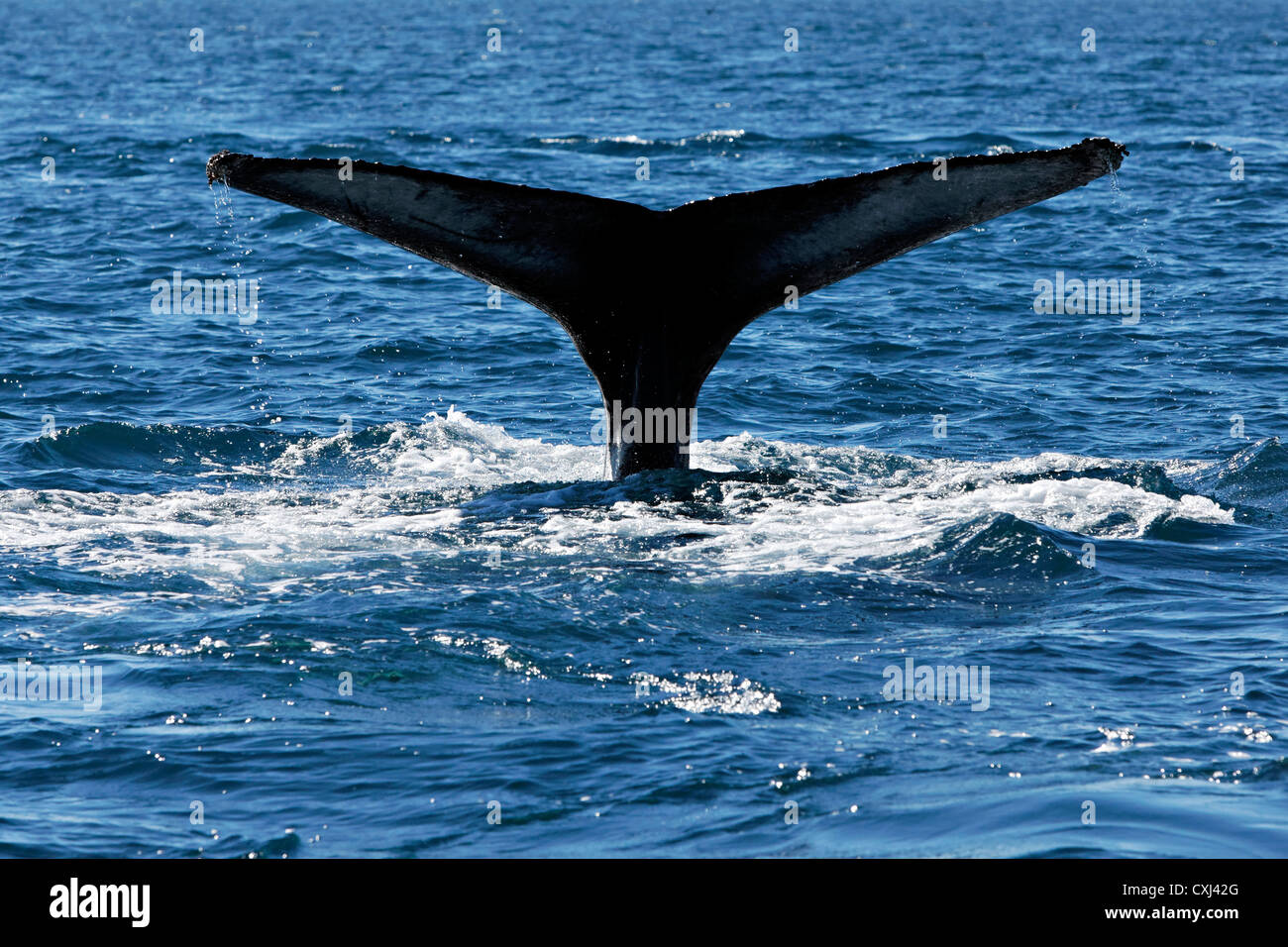 Tail of a Humpback whale , Húsavik Iceland Stock Photo - Alamy