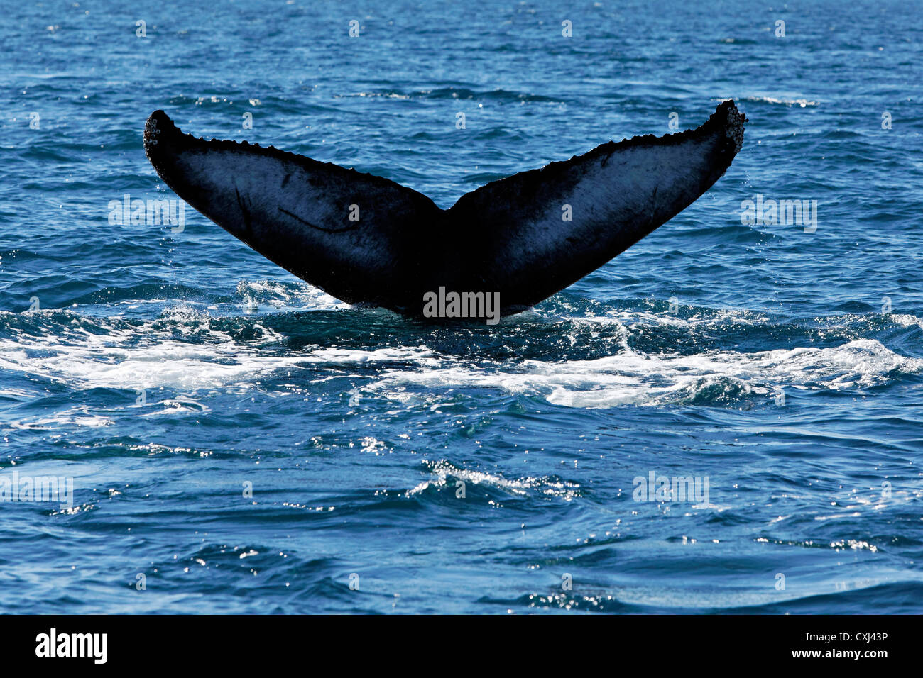 Tail of a Humpback whale , Húsavik Iceland Stock Photo - Alamy
