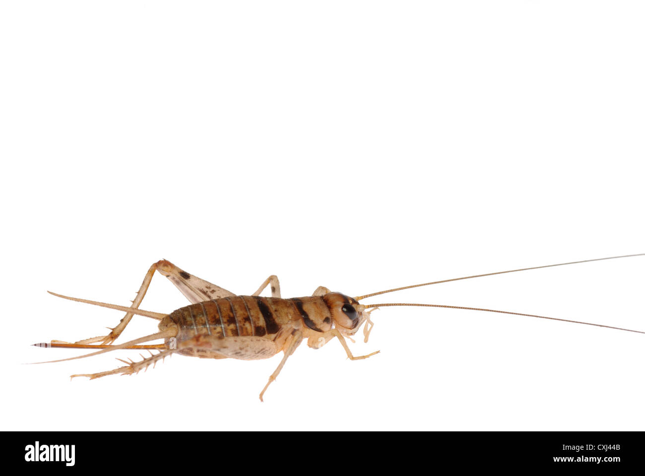 insect cricket Stock Photo