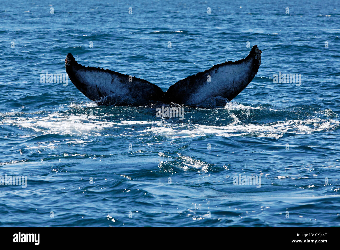 Tail of a Humpback whale , Húsavik Iceland Stock Photo - Alamy