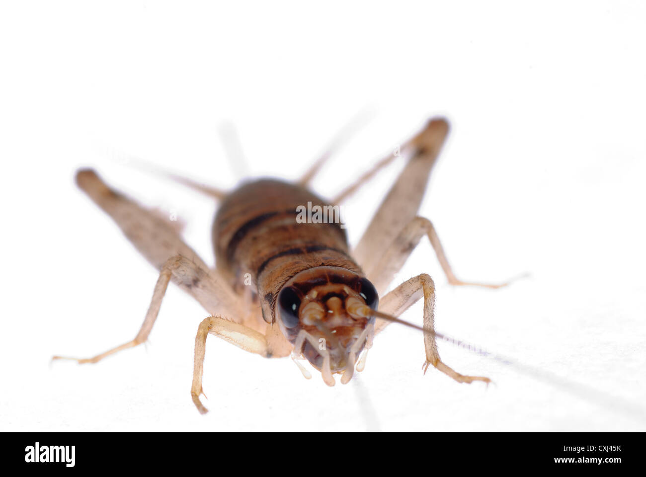 insect cricket Stock Photo