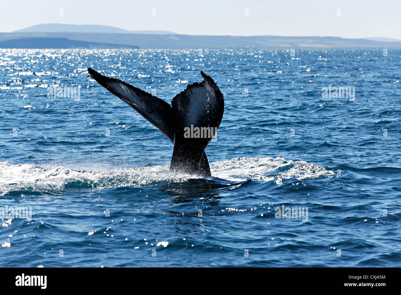 Tail of a Humpback whale , Húsavik Iceland Stock Photo - Alamy