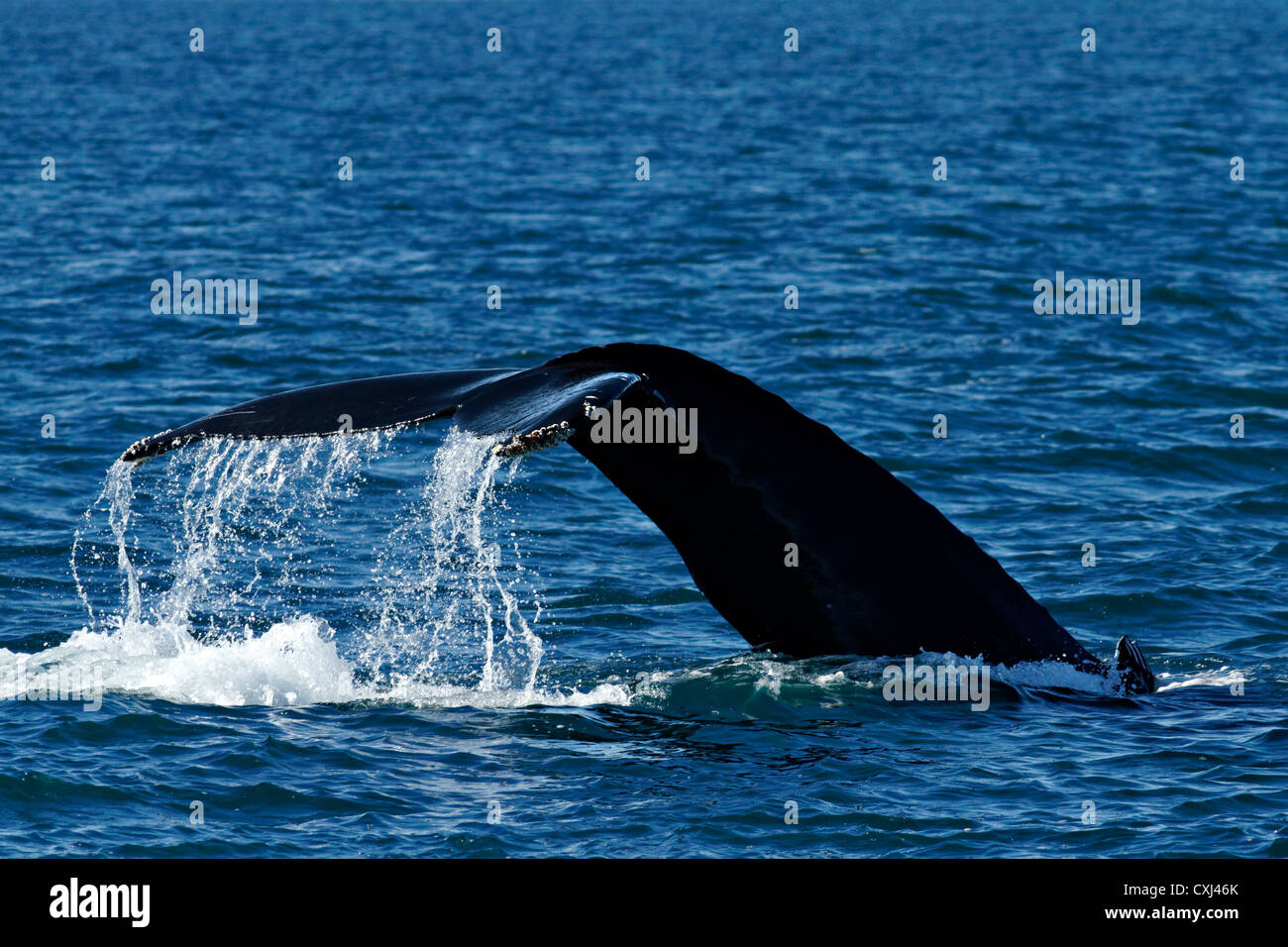 Tail of a Humpback whale , Húsavik Iceland Stock Photo - Alamy