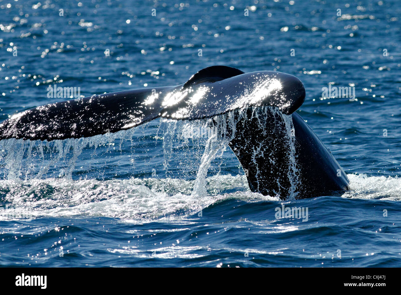 Tail of a Humpback whale , Húsavik Iceland Stock Photo - Alamy