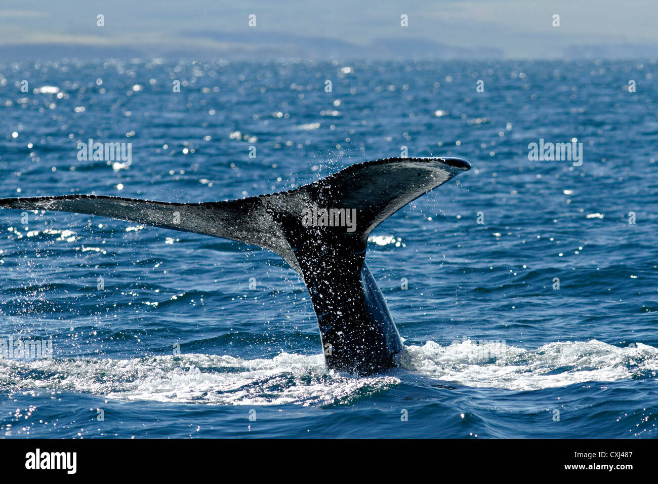 Tail of a Humpback whale , Húsavik Iceland Stock Photo - Alamy