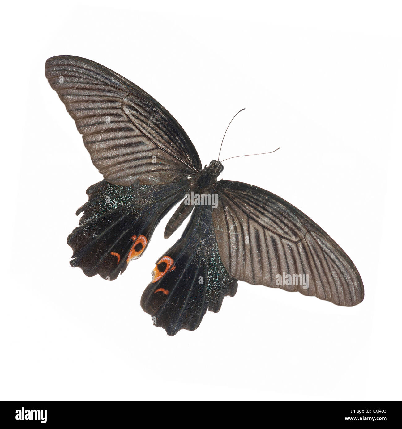 butterfly isolated in white background Stock Photo - Alamy