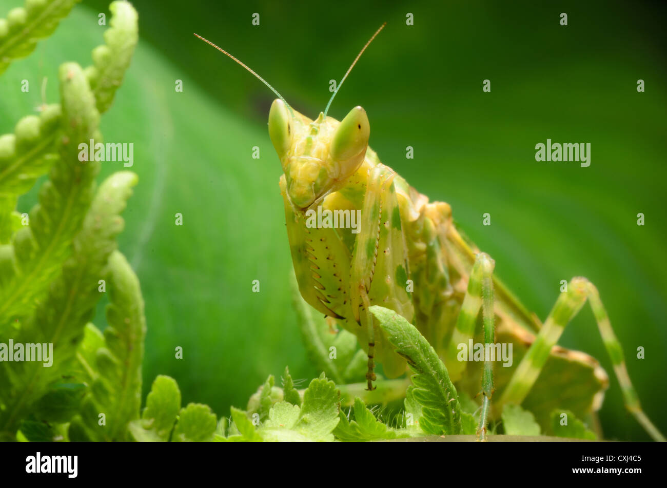 flower praying mantis Stock Photo Alamy