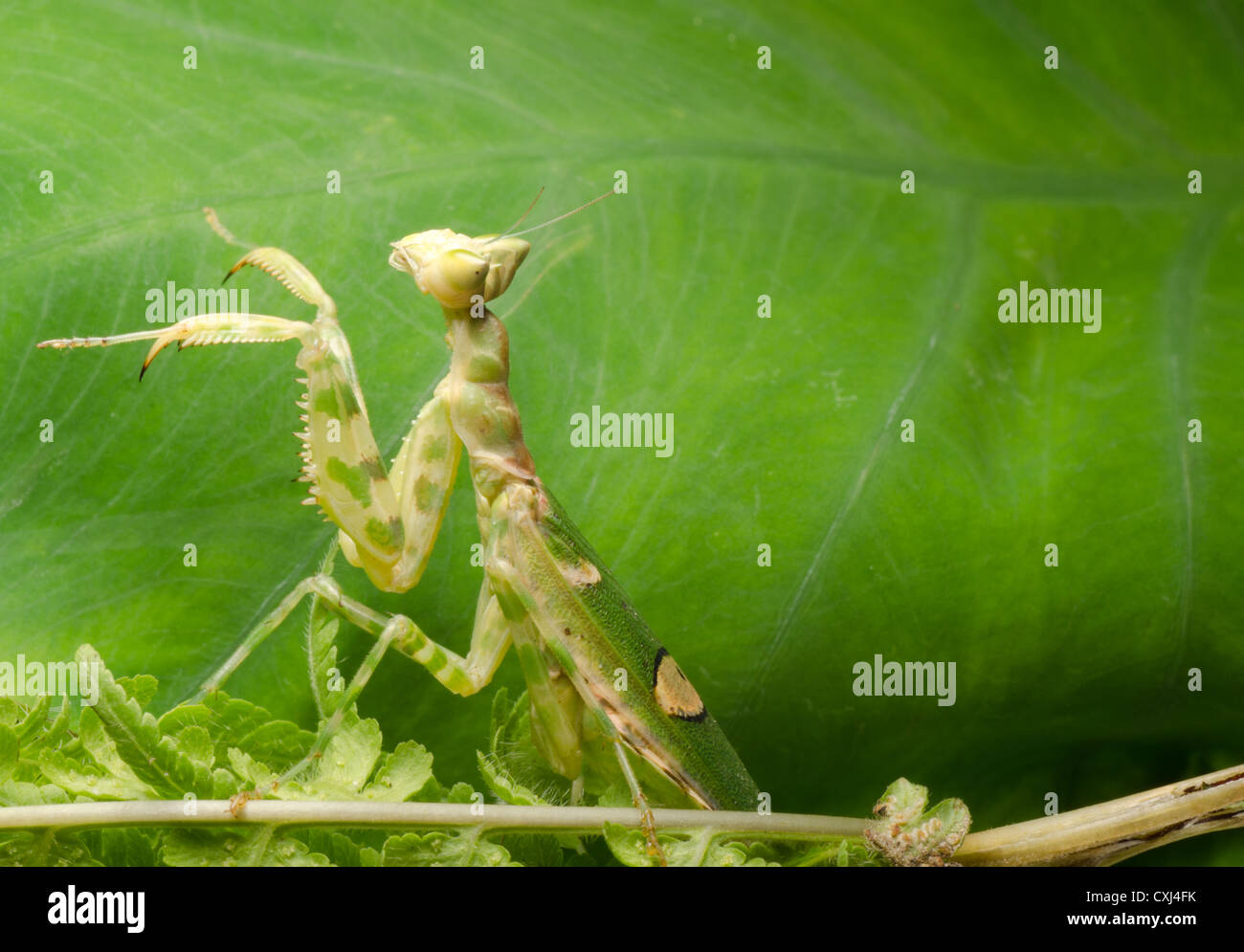 flower praying mantis Stock Photo Alamy