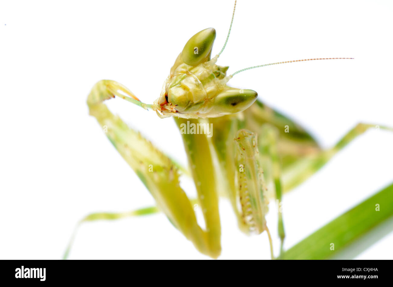 flower praying mantis Stock Photo Alamy