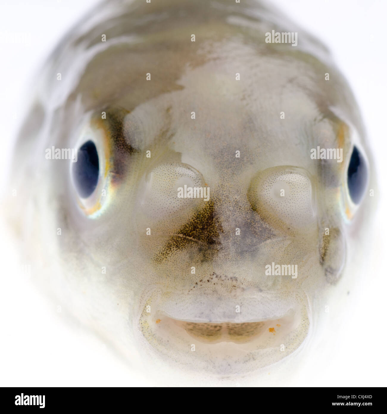 Balloon porcupinefish hi-res stock photography and images - Alamy