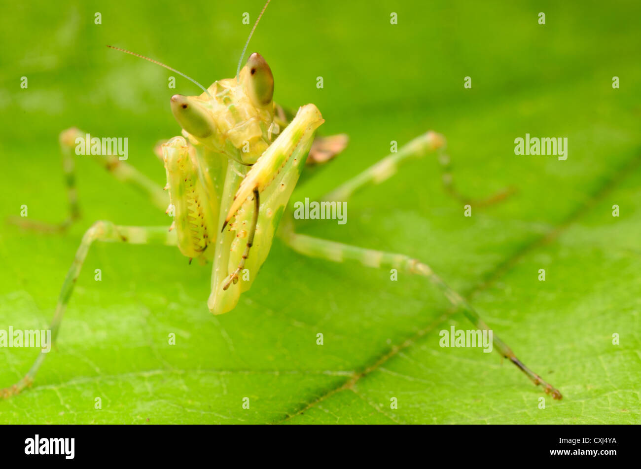 praying mantis Stock Photo