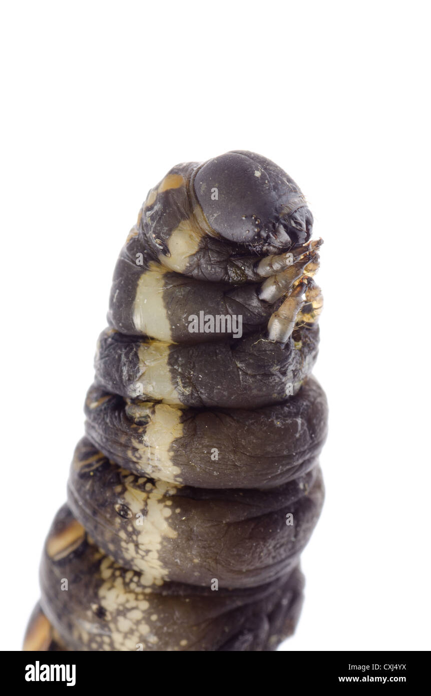 Caterpillar in cocoon hi-res stock photography and images - Alamy