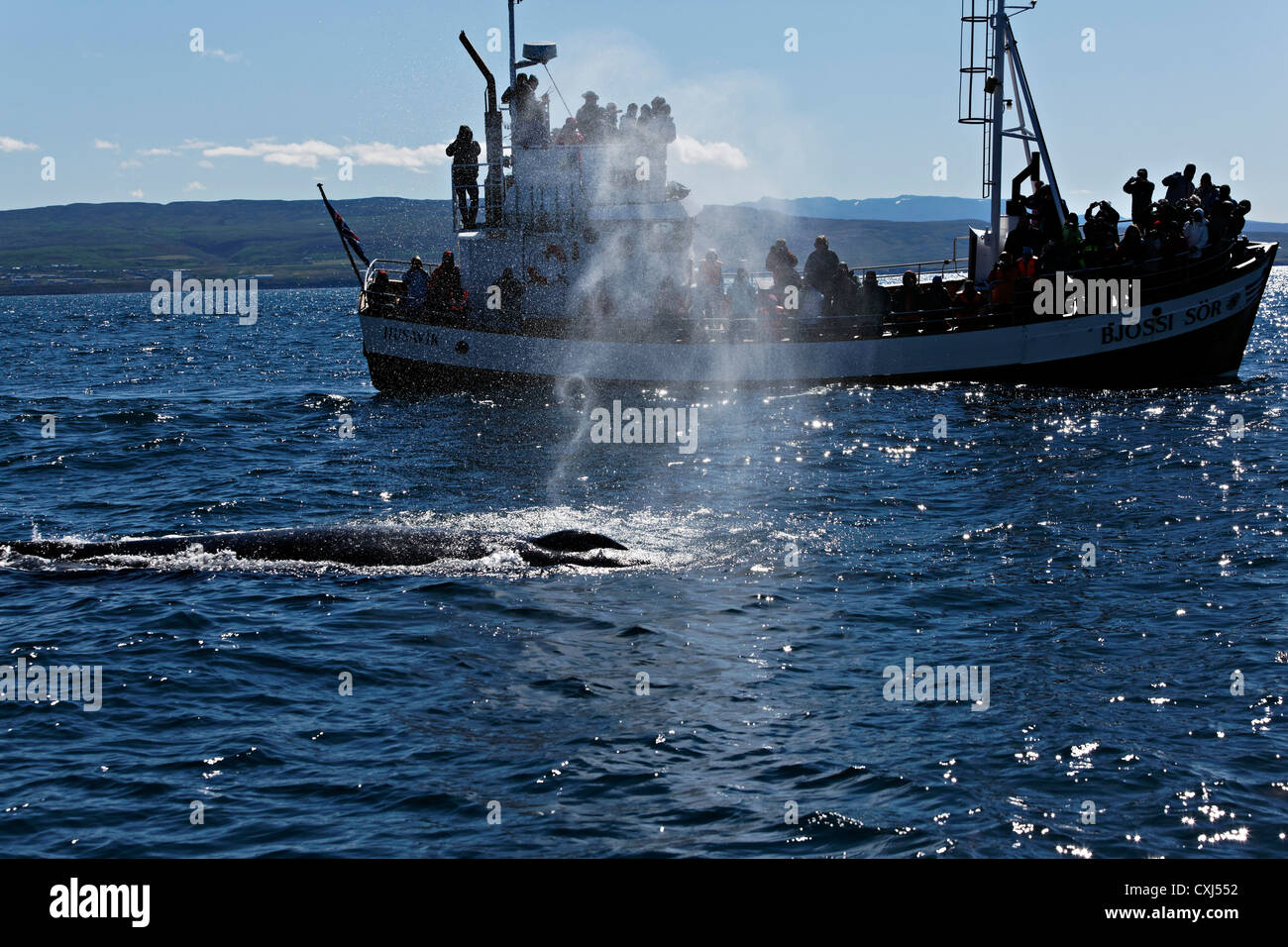 Humpback whale and boat, Húsavik Iceland Stock Photo - Alamy
