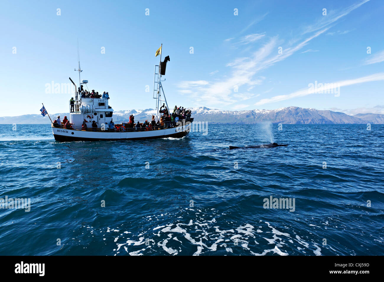 Humpback whale and boat, Húsavik Iceland Stock Photo - Alamy