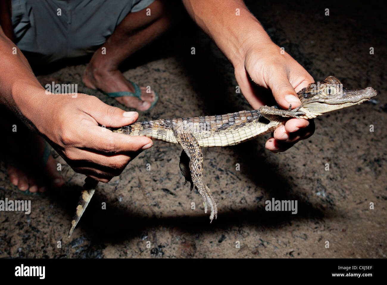 Small caiman in Pacaya-Samiria National Park. Amazon, Peru. Stock Photo