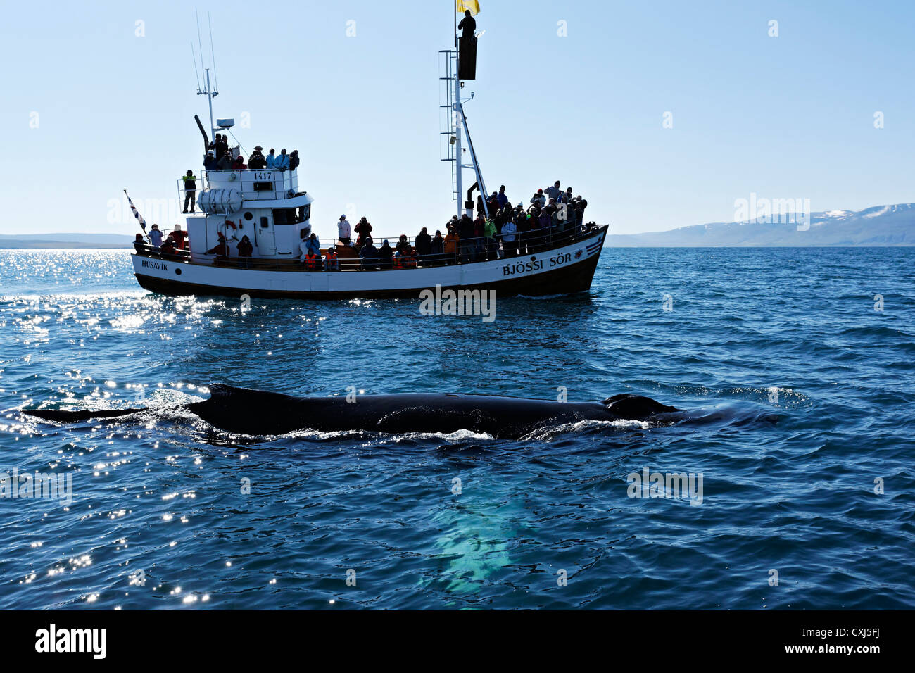 Humpback whale and boat, Húsavik Iceland Stock Photo - Alamy